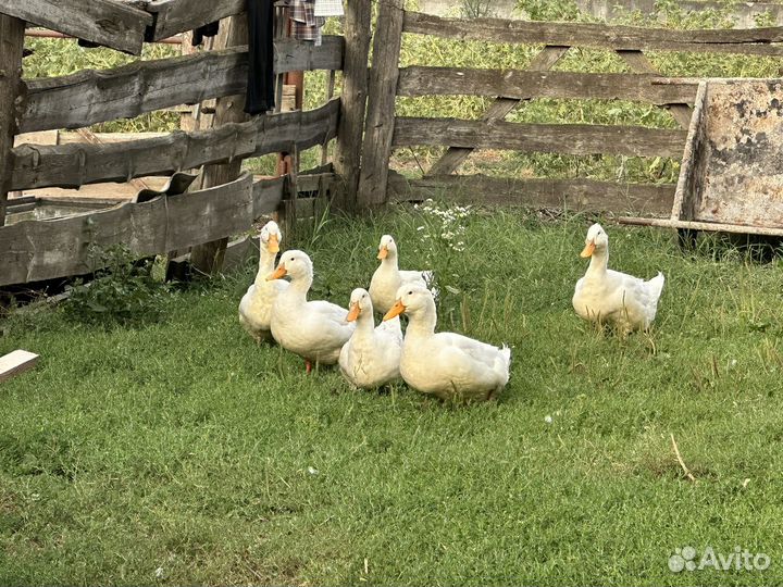 Утки, куры