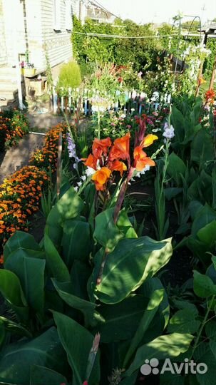 Цветы Канны красные, оранжевые, желтые