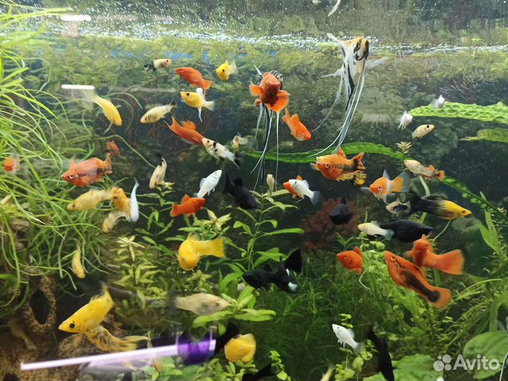 Аквариумные рыбки
