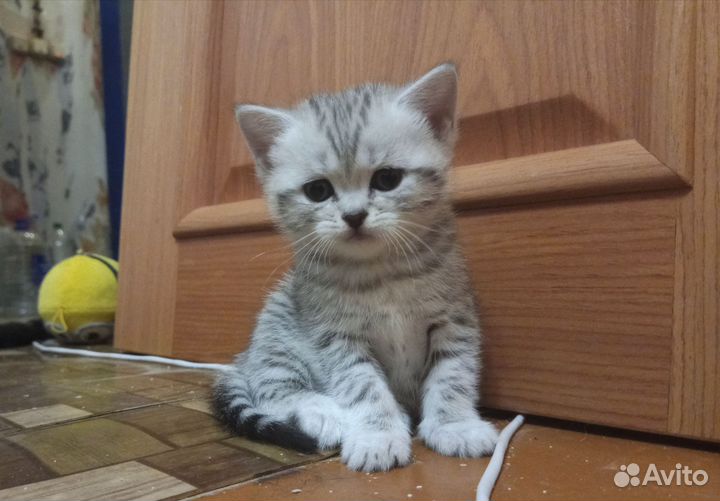 Шотландские котята