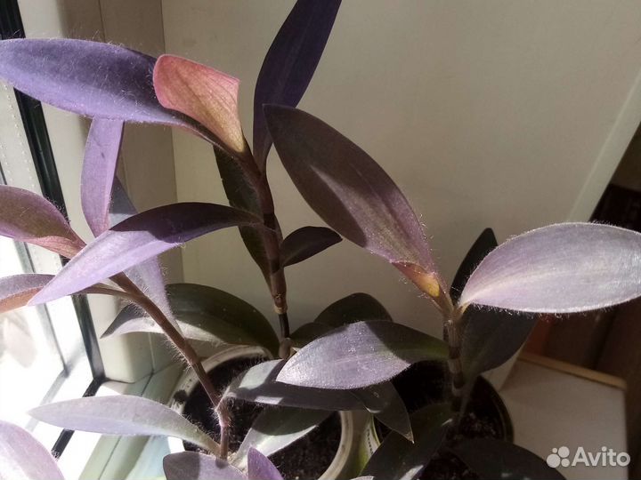 Традесканция