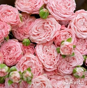 Пионовидные кустовые розы оптом со склада