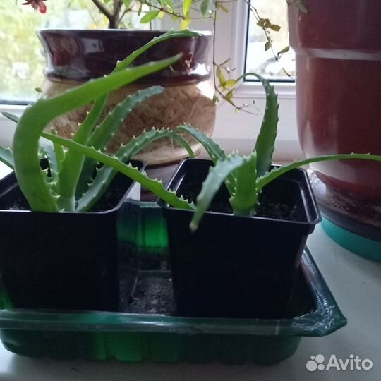 Алоэ