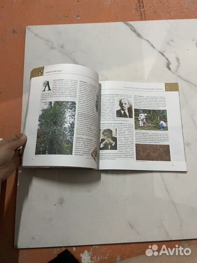 Кедр большой иллюстрированный словарь