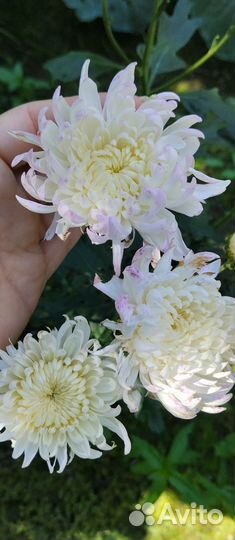 Хризантемы