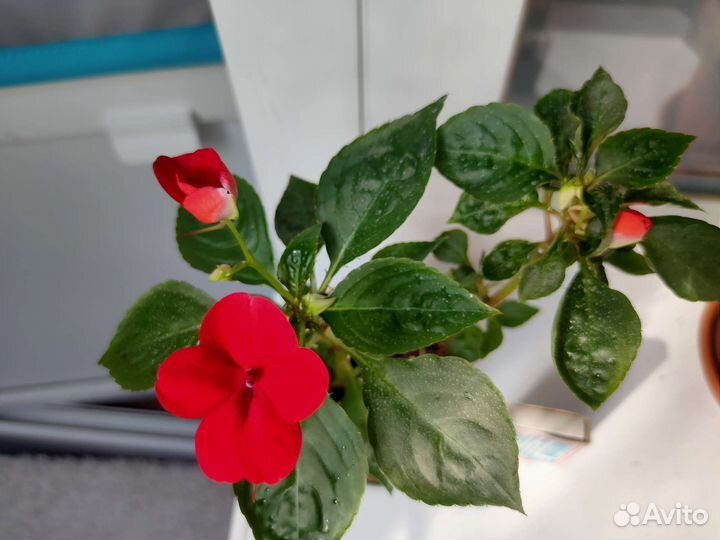 Бальзамин и каланхоэ