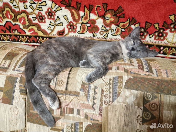 Кошка для вязки