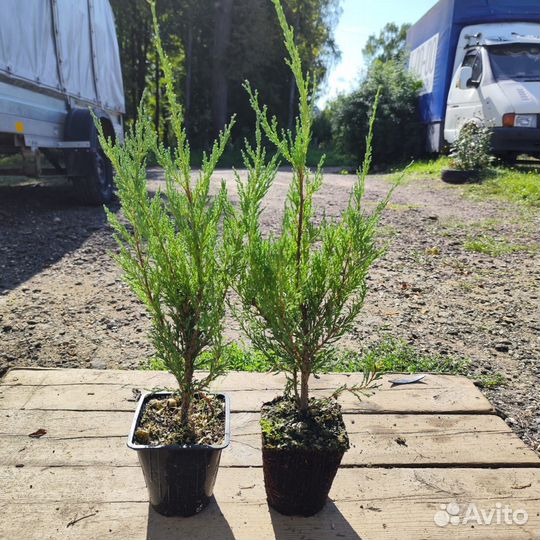 Можжевельник блю арроу