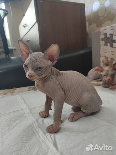 Канадский сфинкс котенок