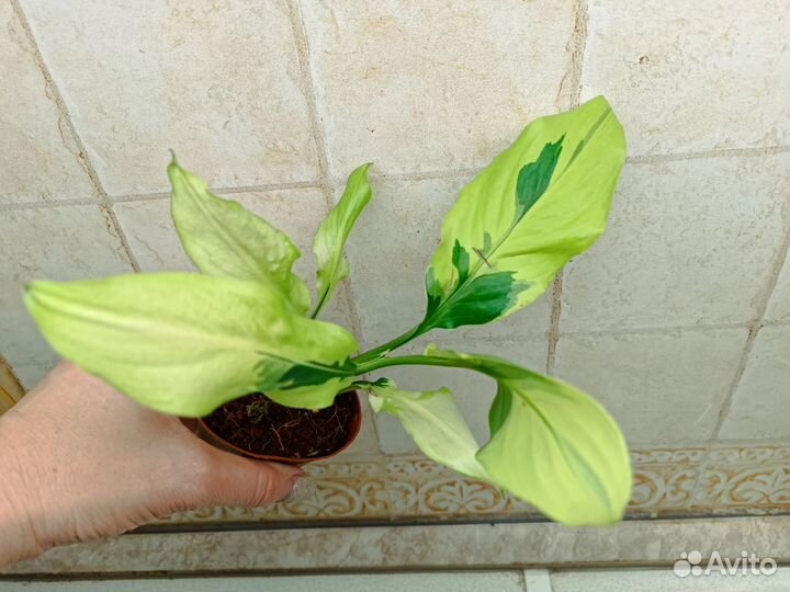 Спатифиллум Волшебник wizard