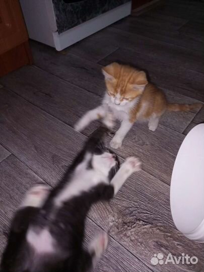 Котята в добрые руки мальчики
