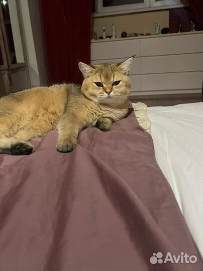 Кот для вязки