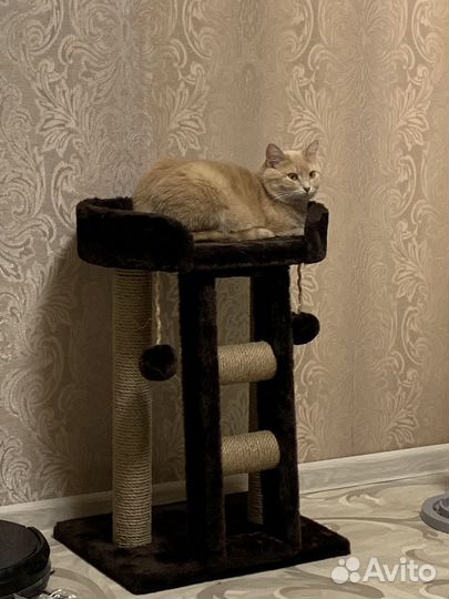 Изготовление когтеточек и домиков для животных