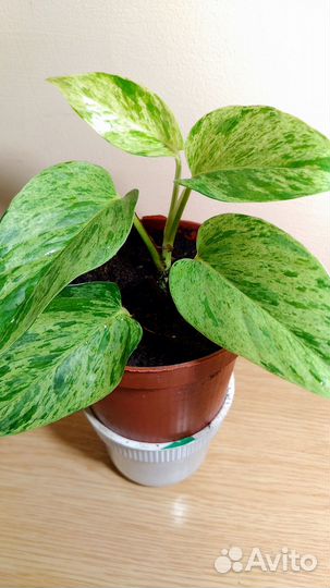 Эпипремнум,сингониум,филодендрон,монстера