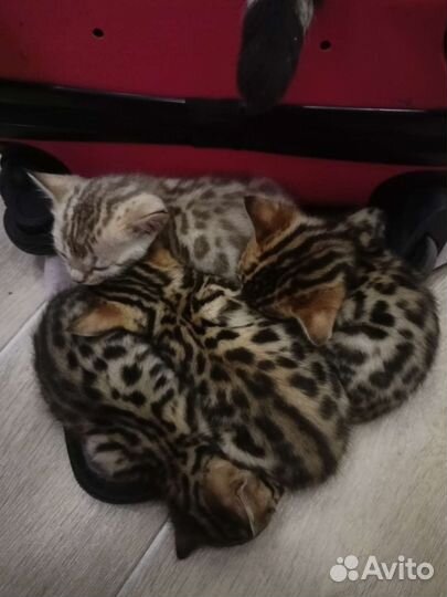 Бенгальская