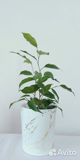 Фикус Панда Кротон Сансевиериякомнатные цветы