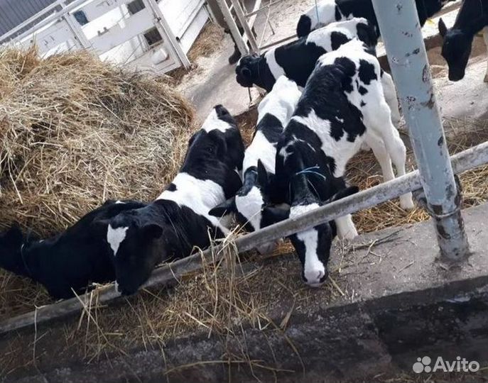 Бычки и телята от месяца