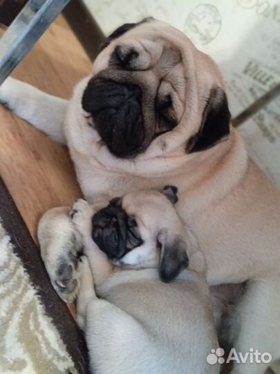 Мопс вязка мальчик