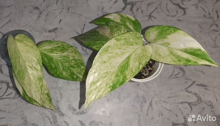 Сциндапсус Мунлайт и эпипремнумы сортовые