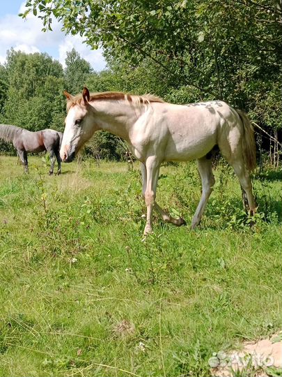 Нетель джерси-швид мини. Жеребёнок отъем свинки
