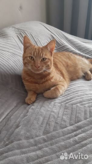 Рыжий котенок