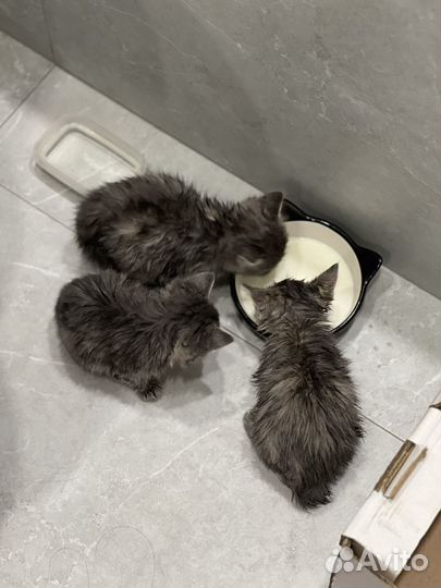 Котята бесплатно