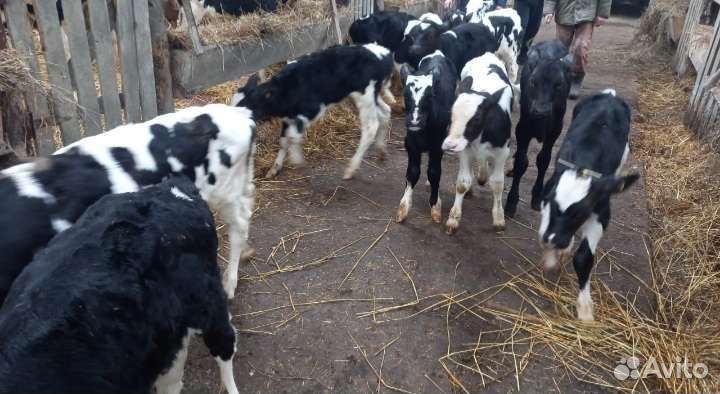 Телята бычки