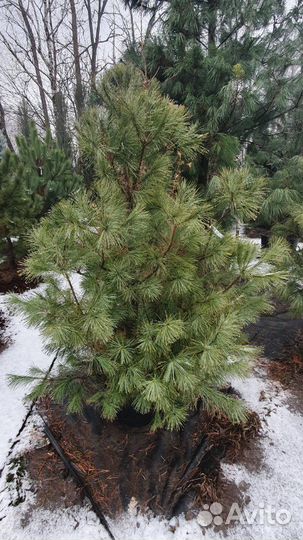 Сосна Веймутова