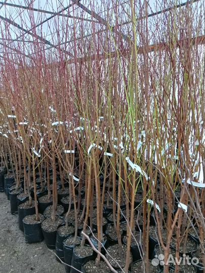 Саженцы плодовых, Розы, кустарников