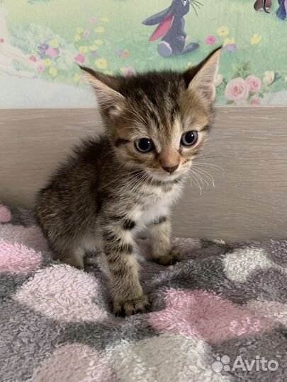 Котята от кошки мышеловки