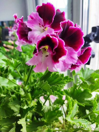 Королевская пеларгония