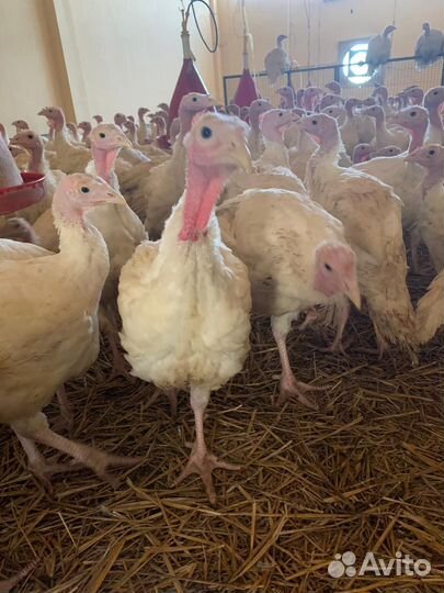 Индюки индюшата