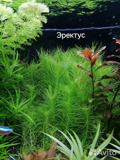 Аквариумные растения