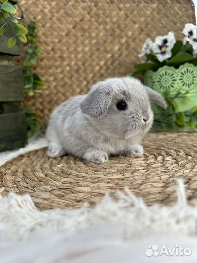 Вислоухие кролики