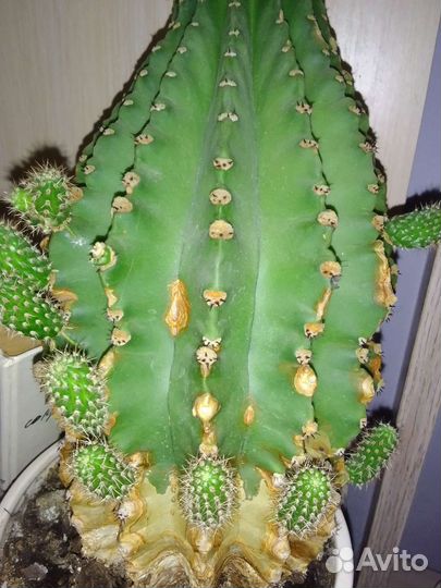 Кактус