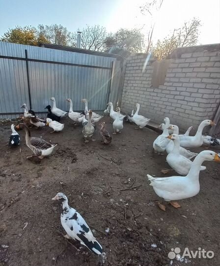 Гуси,индоутки