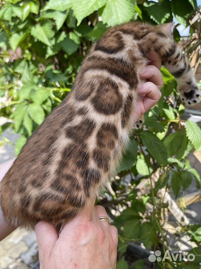 Солнечные бенгальские котята