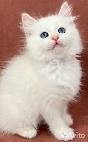 Невские маскарадные котята