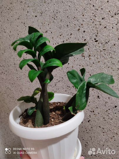 Замиакулькас Зензи и Мурайя min-a-min dwarf