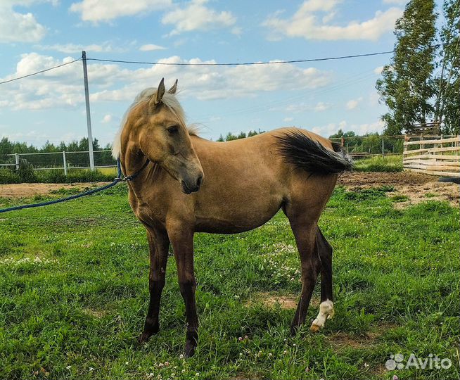 Кобыла Золотисто тёмная Соловая Лошадь