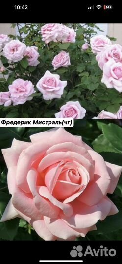 Саженцы роз