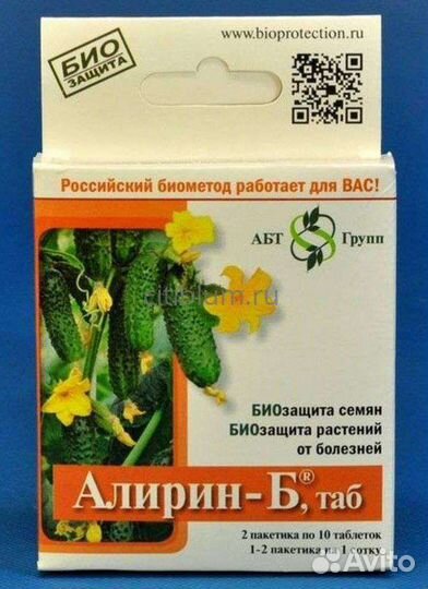 Активная культура сенной палочки