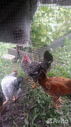 Молодые петухи