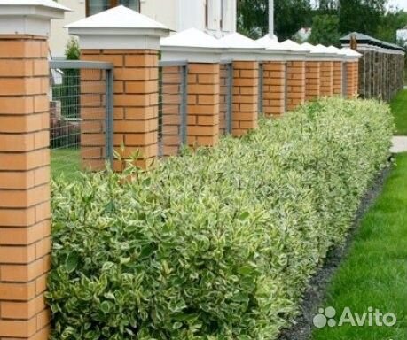 Дерен Элегантиссима