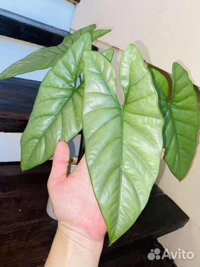 Алоказия коразон