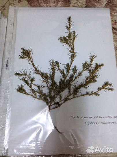 Гербарий степной зоны 15 штук