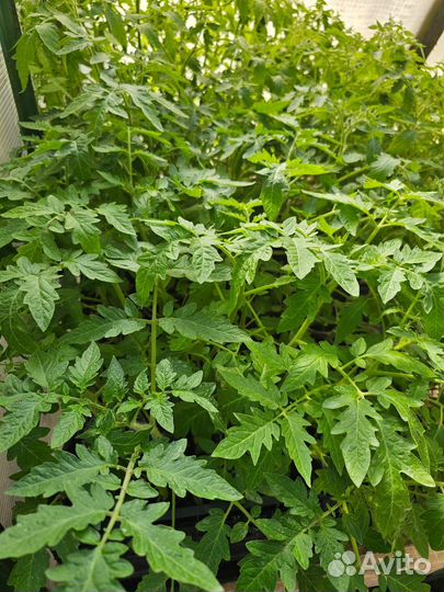 Рассада томатов