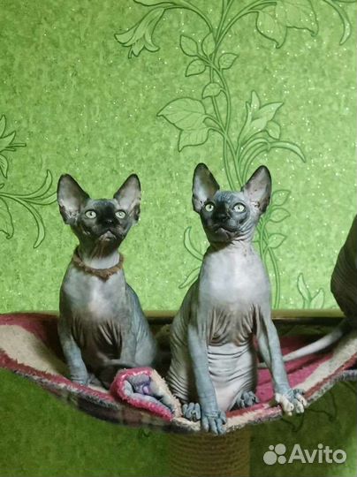 Канадский сфинкс котенок