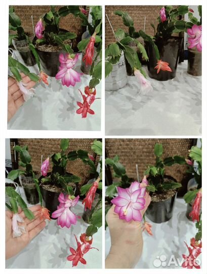 Эпифиллум ангулигер