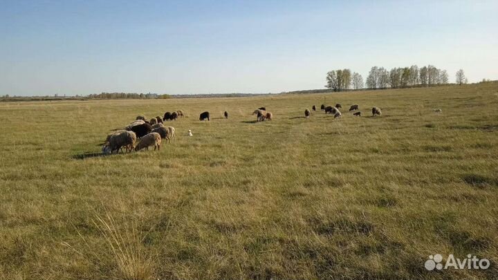 Овцы бараны